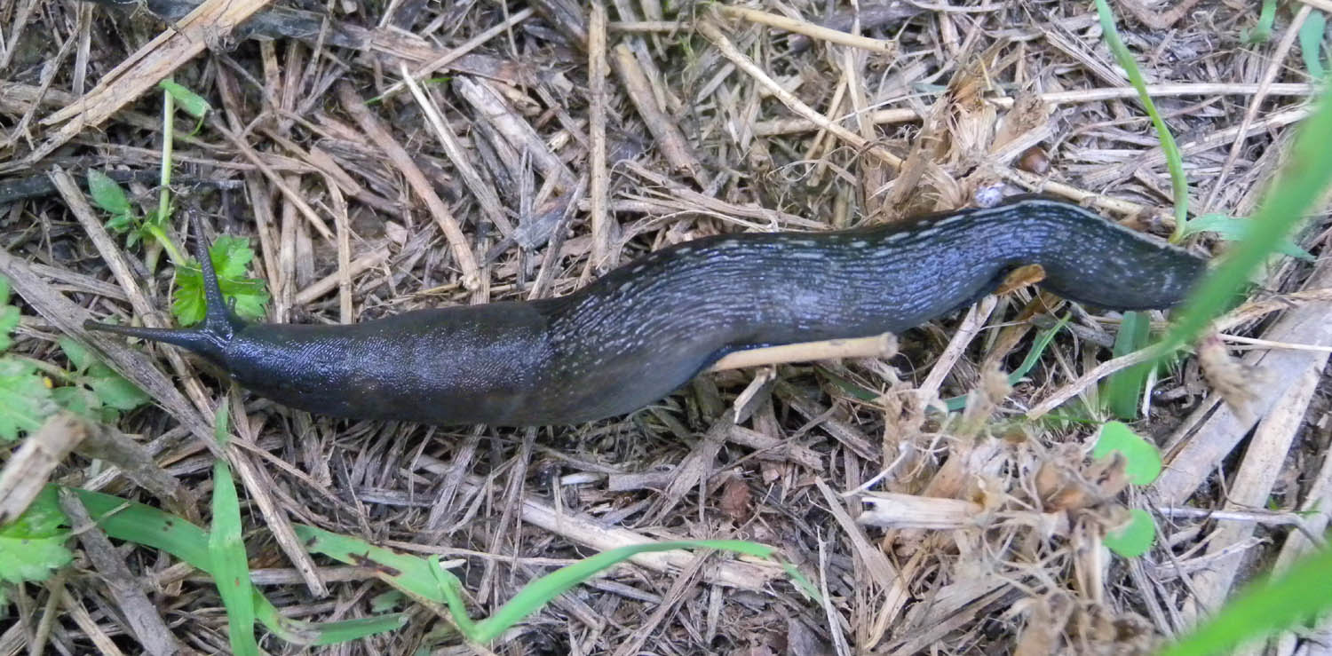 Limax amaliae vicino Paullo (MI)